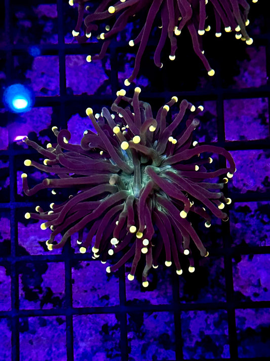 Super Sonic Torch Coral 1