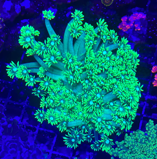 Neon Goniopora Colony