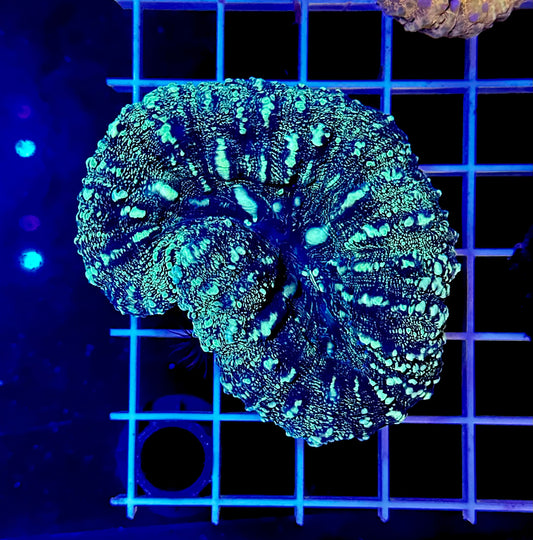 HGC Dark Side Lobophyllia