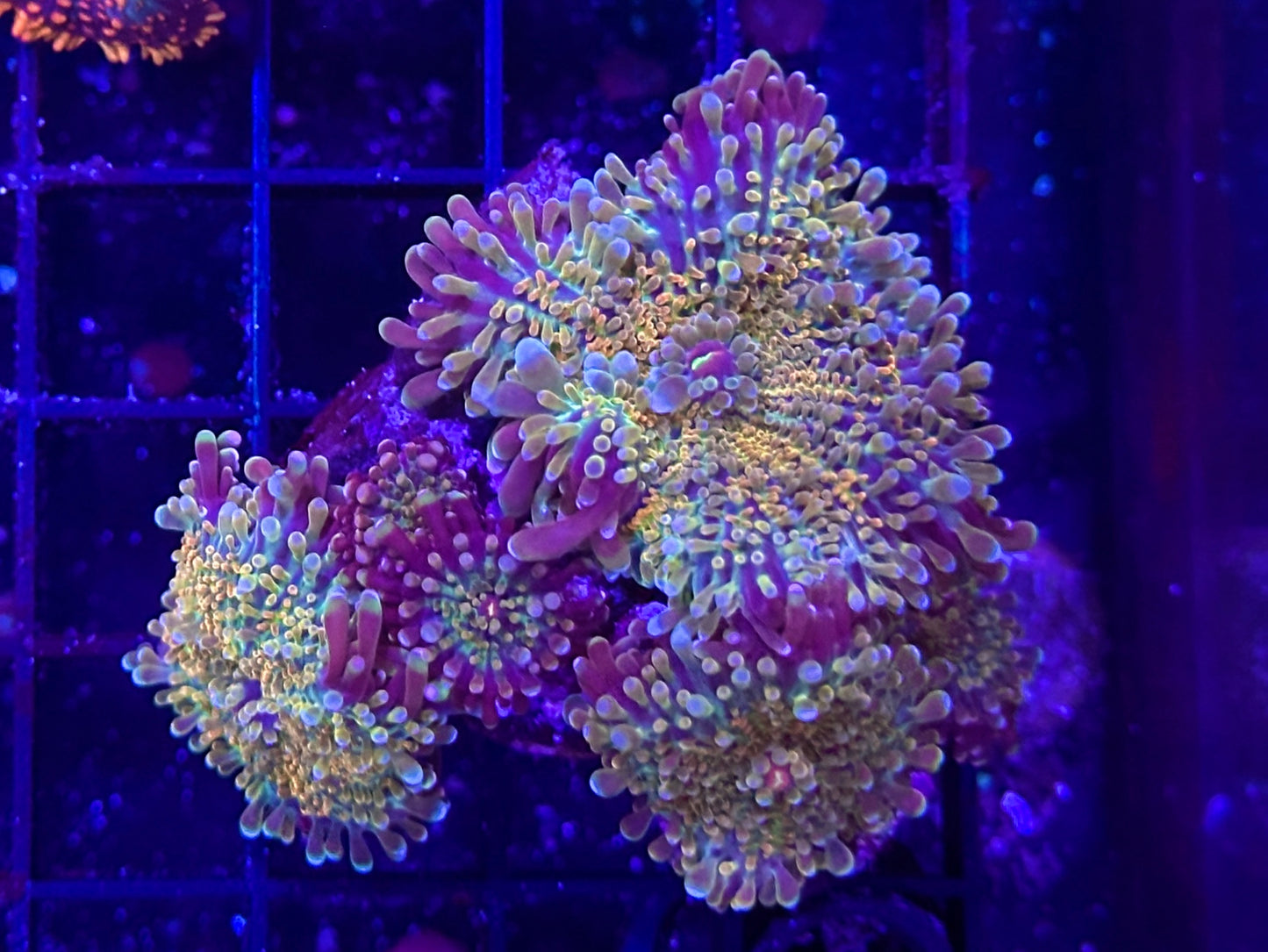 HGC Rainbow Yuma Mushroom Colony