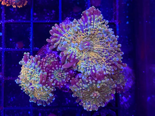 HGC Rainbow Yuma Mushroom Colony