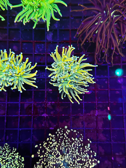 TSA Lineage Holy Grail Torch Coral