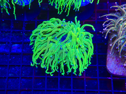 HGC Holy Grail Torch Coral 3