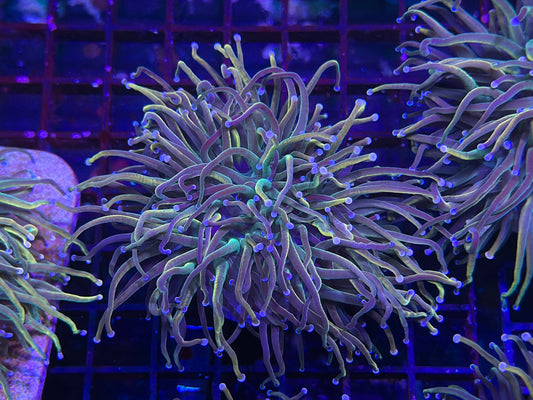 HGC Unicorn Tails Torch Coral 4- Rare New Release!!!