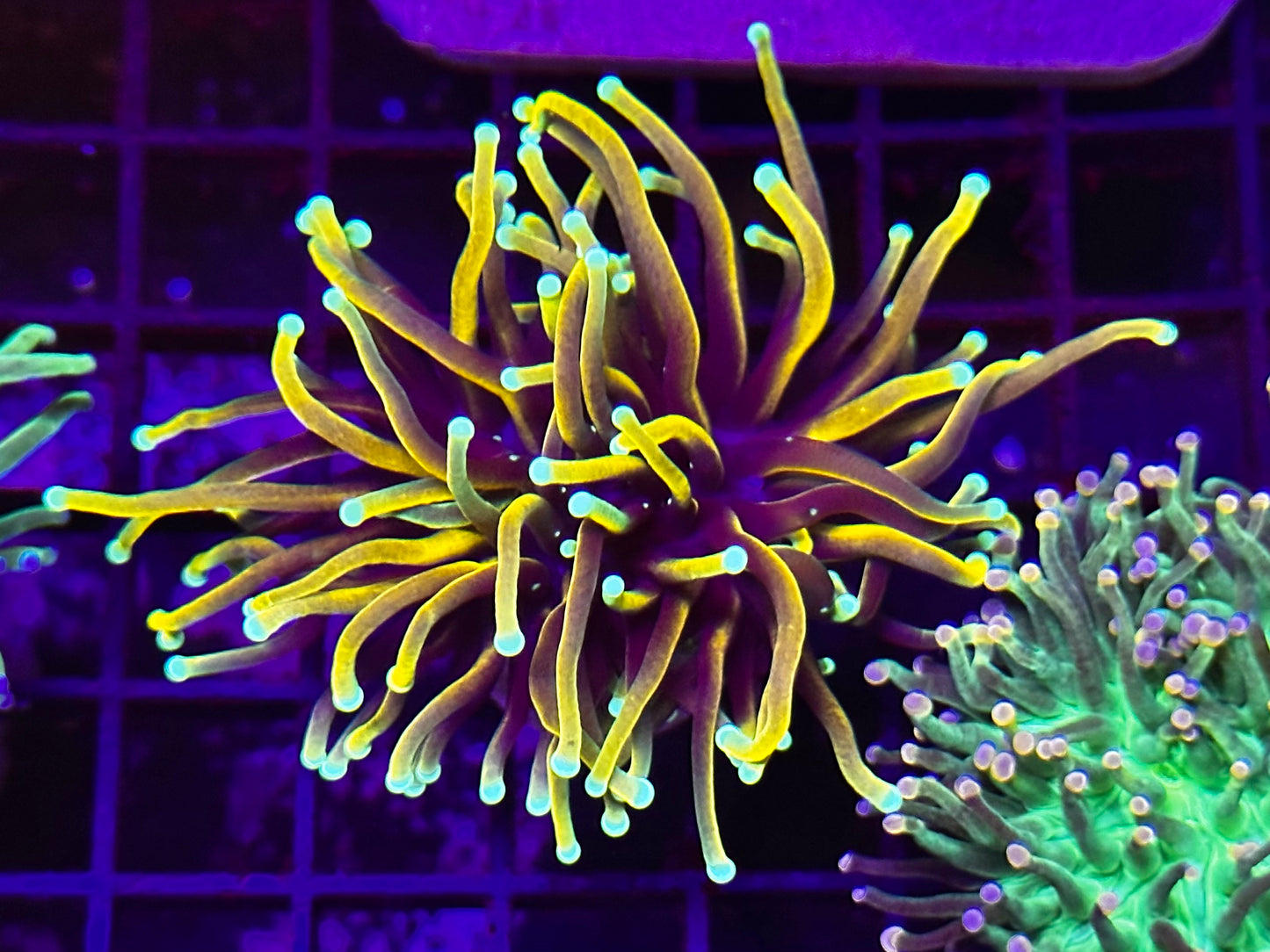 HGC Indo Gold Torch Coral