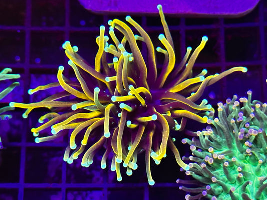 HGC Indo Gold Torch Coral