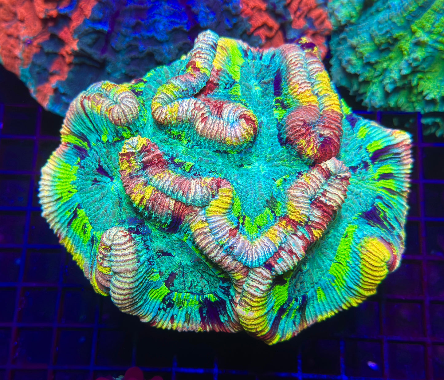 HGC Master Rainbow Trachyphyllia 6-8”