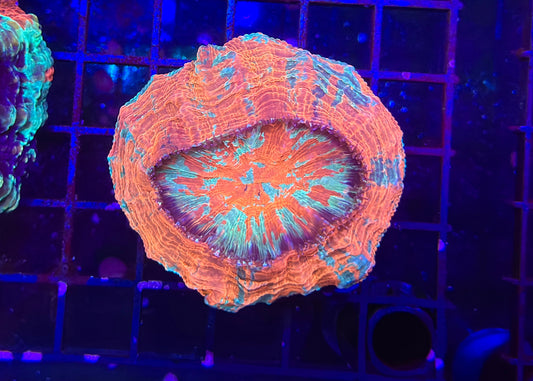 HGC Ultra  Acanthophyllia
