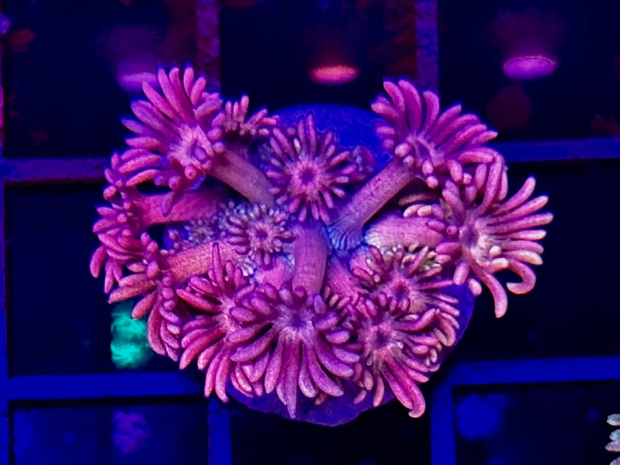 HGC Purple Berry Rainbow Goniopora 3