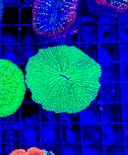 Neon Green Plate Coral Fungia