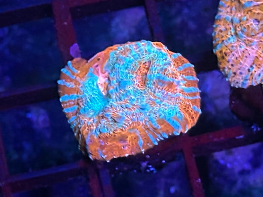 HGC Melted Convict Chalice Coral 1
