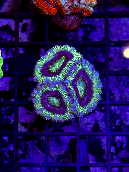 HGC Acan Lord Coral