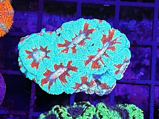 HGC Ultra Unique Micromusa “Acan” Lord Coral Colony