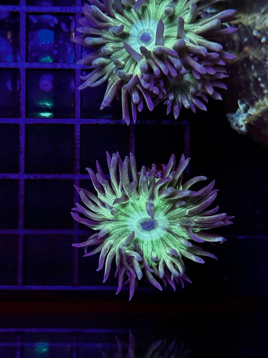 Neon Green Stem Duncan Coral