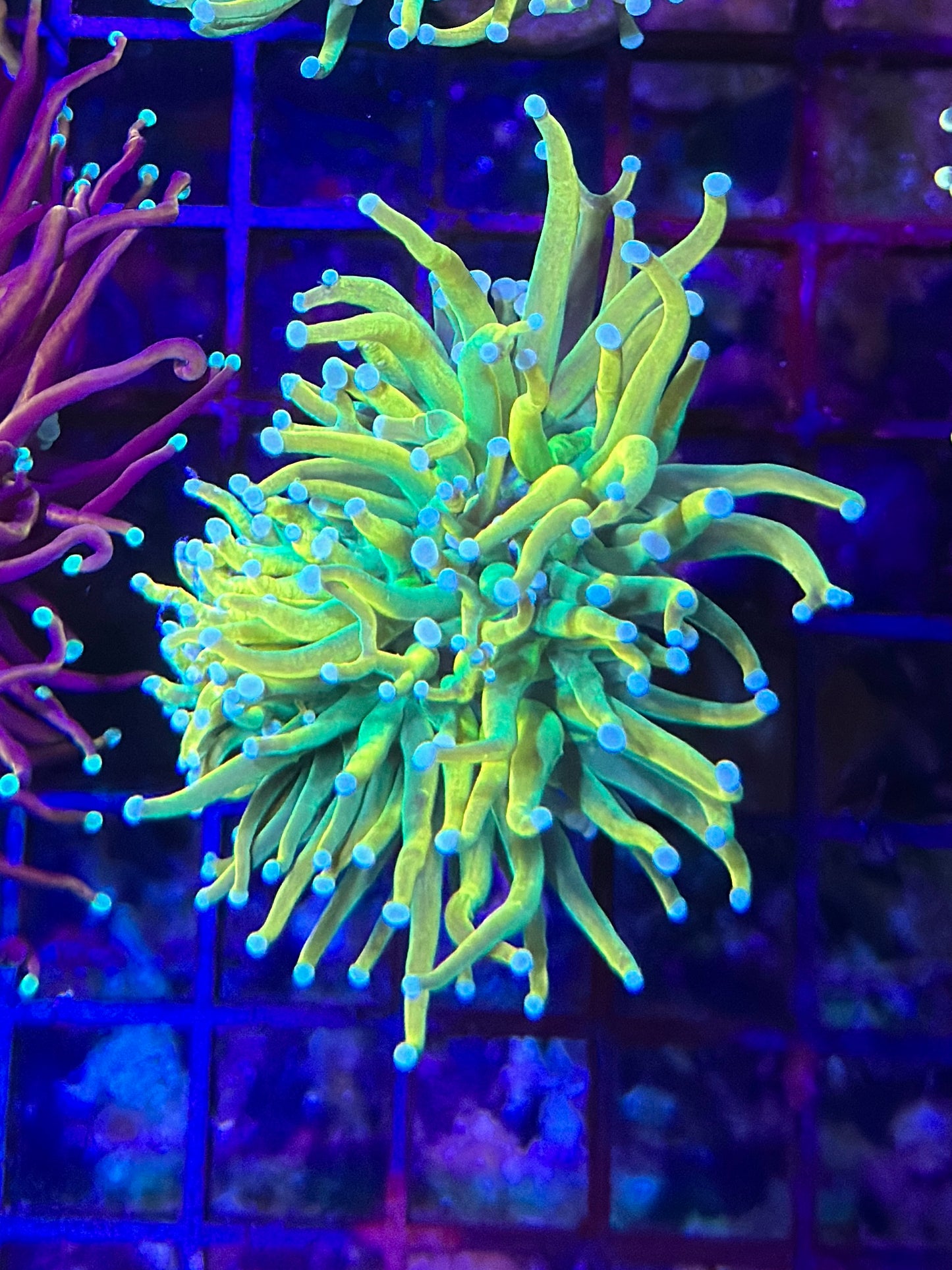 TSA Lineage Holy Grail Torch Coral