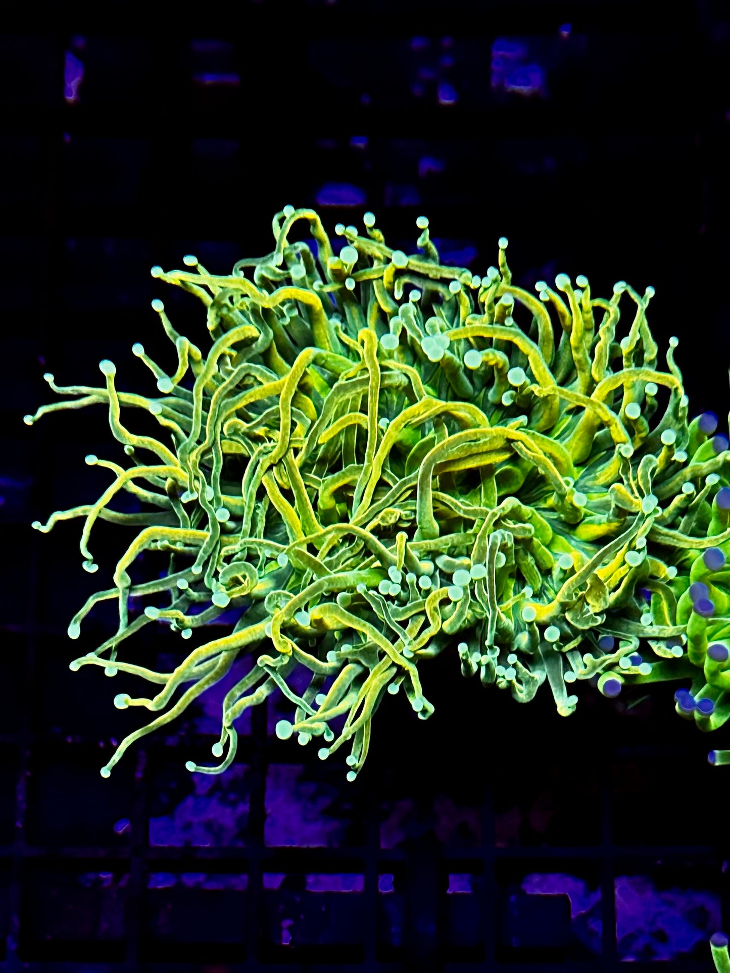 TSA Holy Moly Torch Coral -Aquacultured