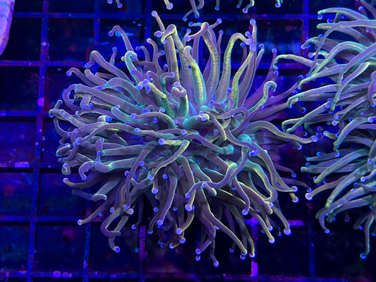 HGC Unicorn Tails Torch Coral 3 - Rare New Release!!!