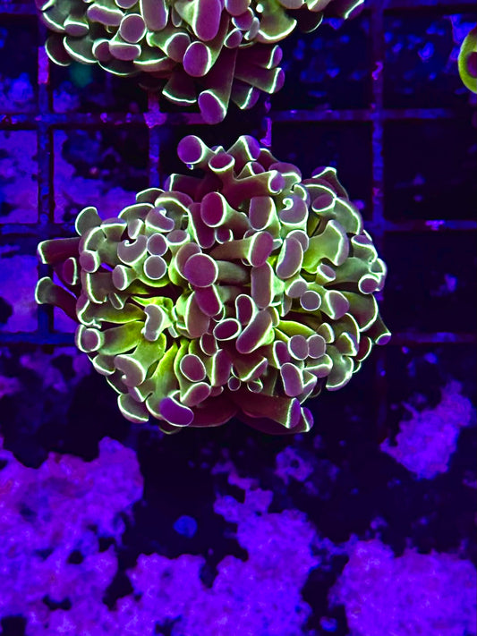 HGC Hologram Hammer Coral 2 Heads QG3D