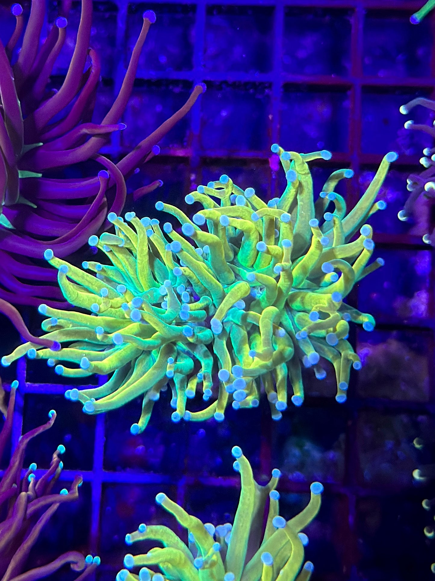 TSA Lineage Holy Grail Torch Coral 2