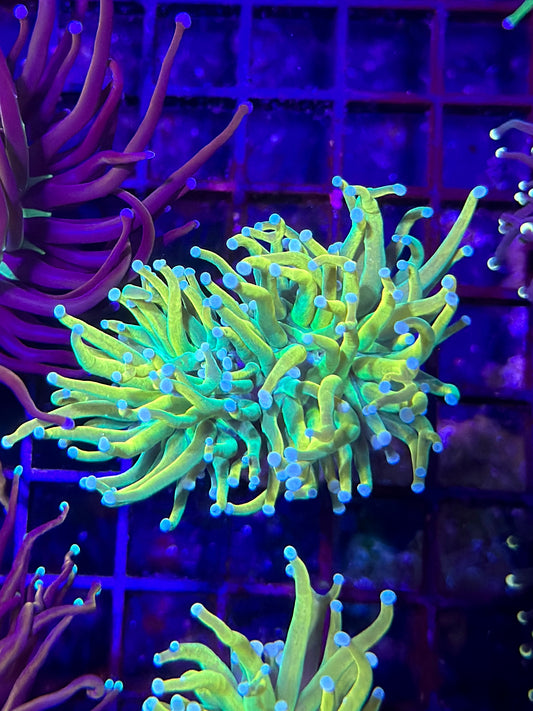 TSA Lineage Holy Grail Torch Coral 2