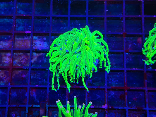 HGC Holy Grail Torch Coral 2