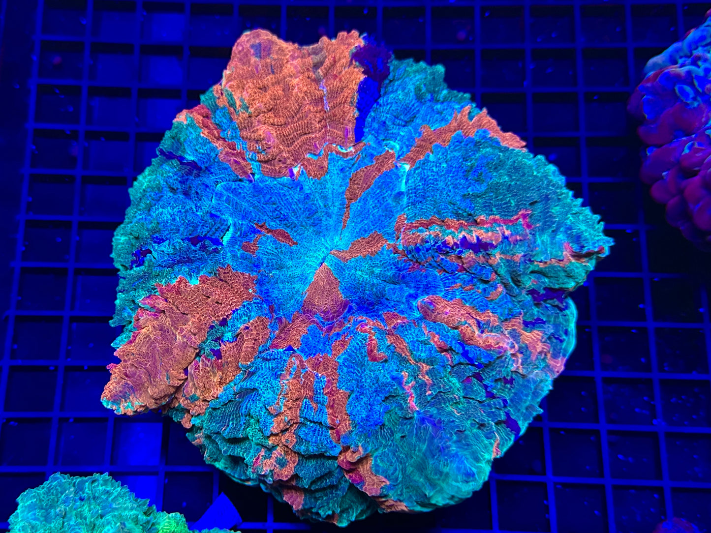 HGC Ultra Rainbow Acanthophyllia