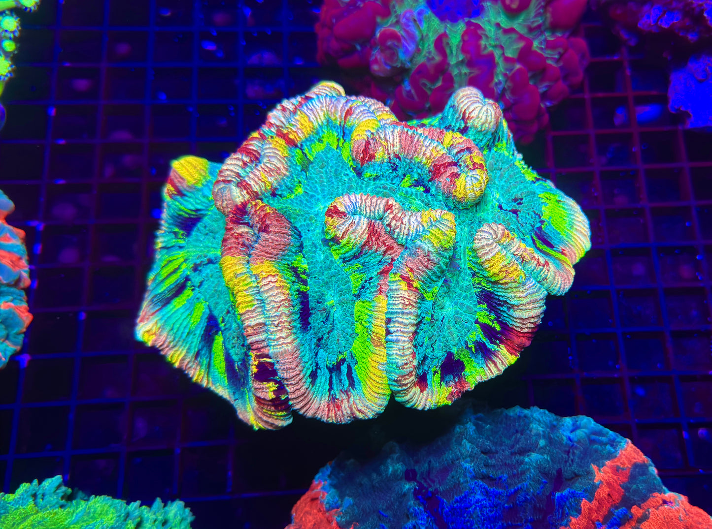 HGC Master Rainbow Trachyphyllia 6-8”