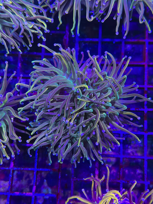 HGC Unicorn Tails Torch Coral 2- Rare New Release!!!