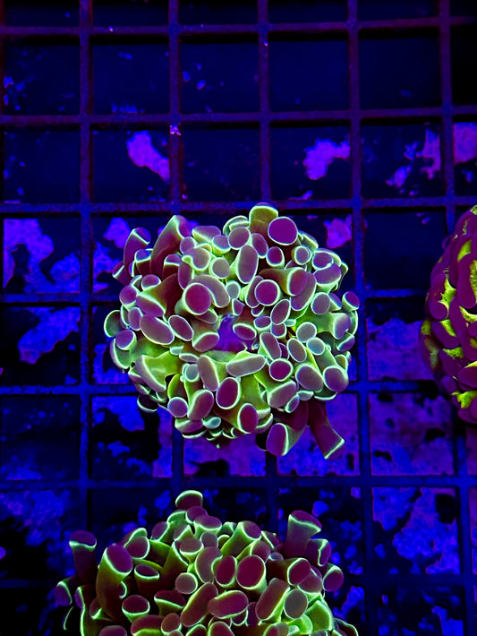 HGC Hologram Hammer Coral QG1S