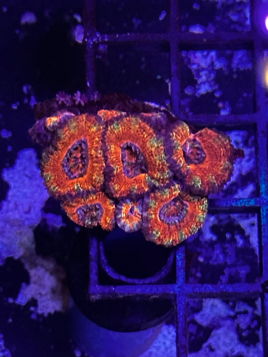 HGC Rainbow Acan Lord Coral