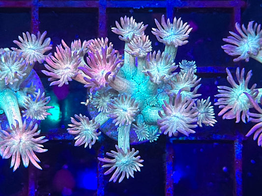 HGC Rainbow Mermaid Goniopora 2
