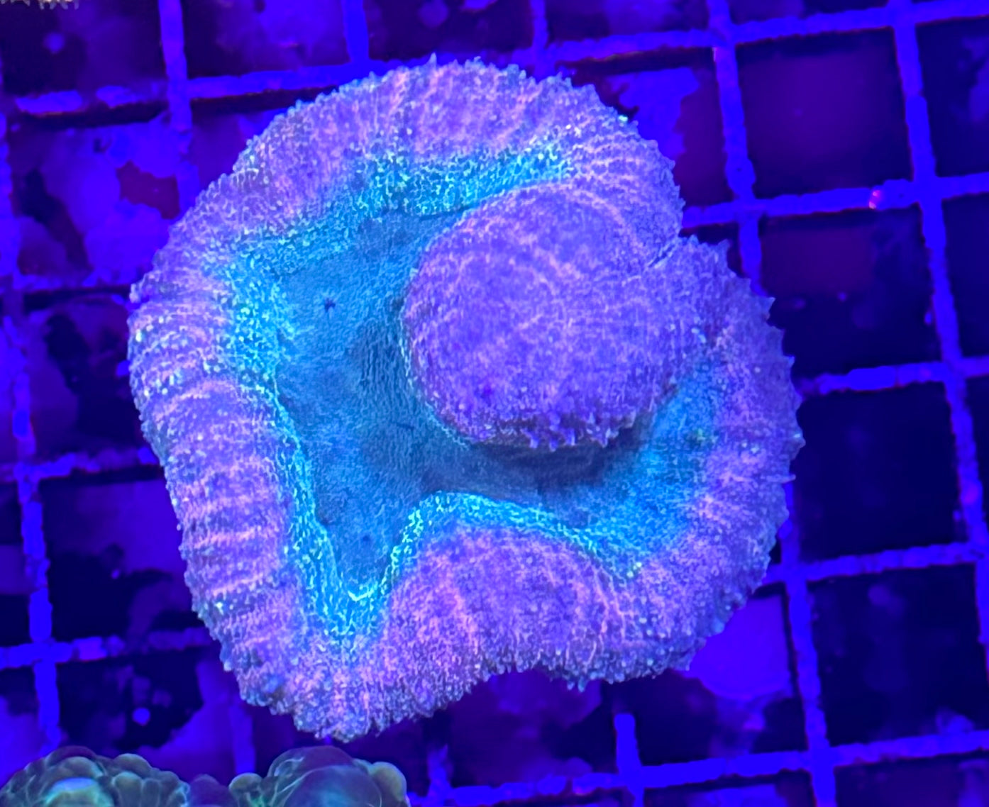 Mermaid Tail Open Brain Coral