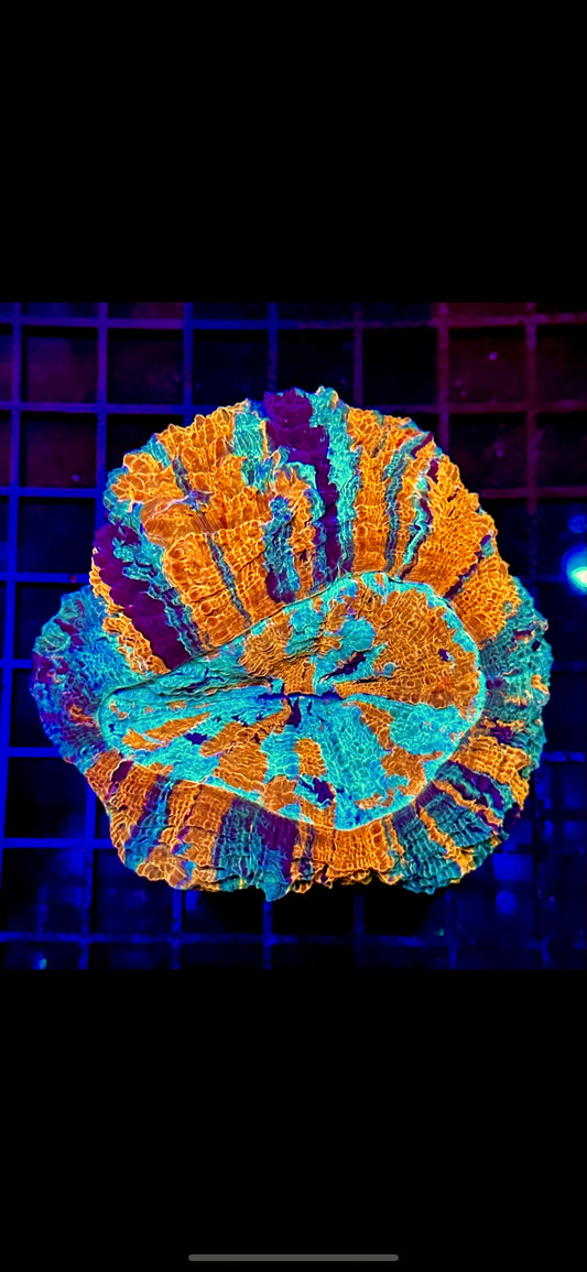 HGC Ultra Rainbow Acanthophyllia