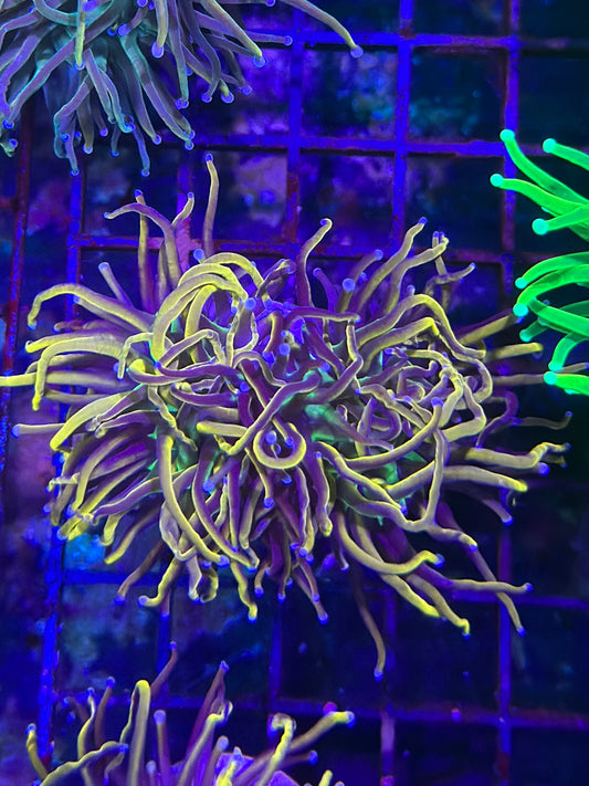 HGC Aquacultured 24k NY Knicks Torch Coral 1