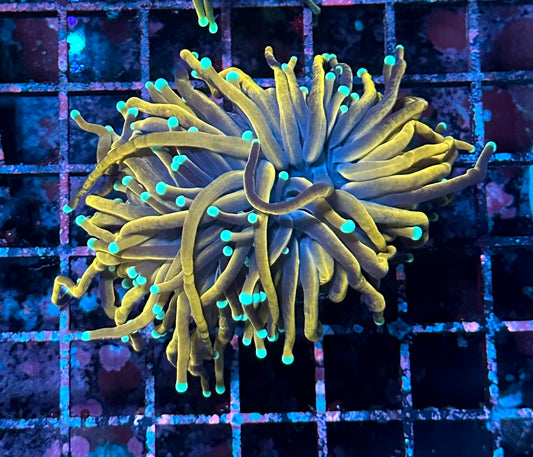 Black Panther Torch Coral Double B-1