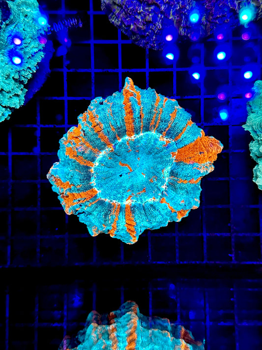 HGC Ultra  Acanthophyllia