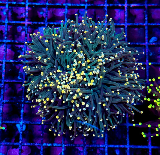 Unique Torch Coral Colony