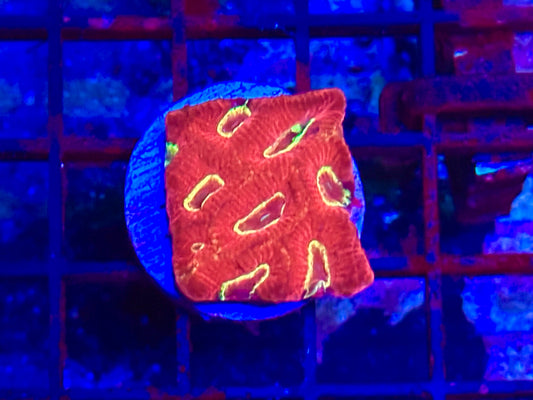 HGC Favia Coral 1