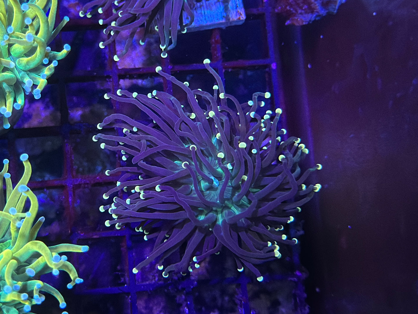Super Sonic Torch Coral 1