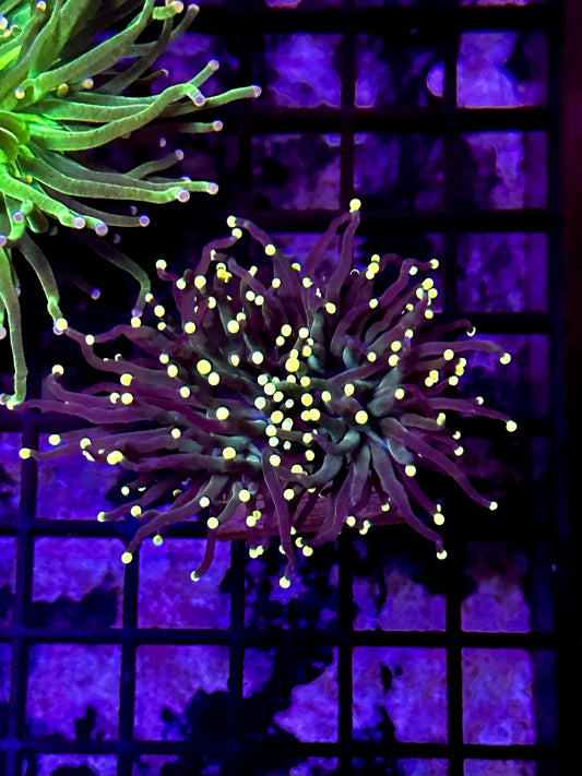 Super Sonic Torch Coral 2 Heads SS2D