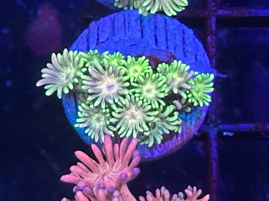 HGC Rainbow Goniopora 4