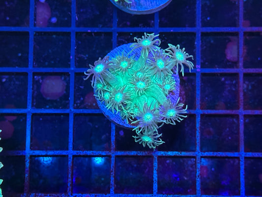 HGC Metallic Green Goniopora