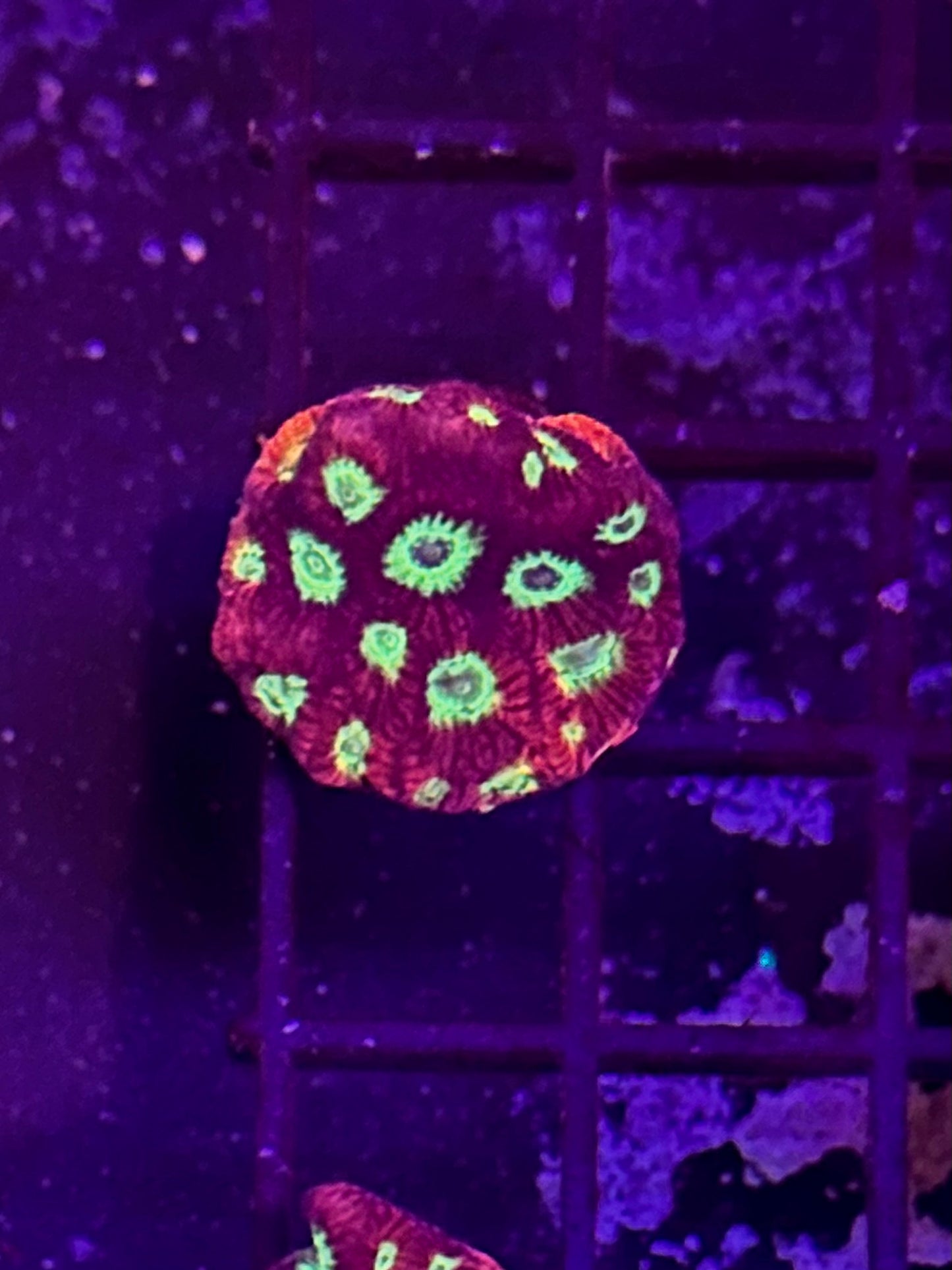 Favites War Coral 2