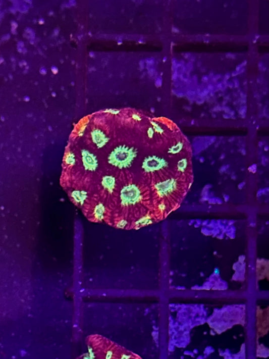 Favites War Coral 2