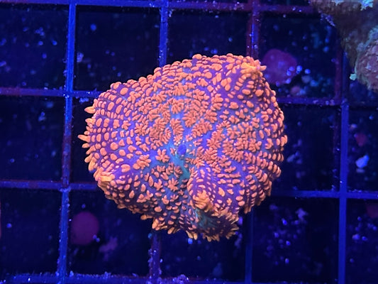 Forrest Fire Rhodactis Mushroom Coral