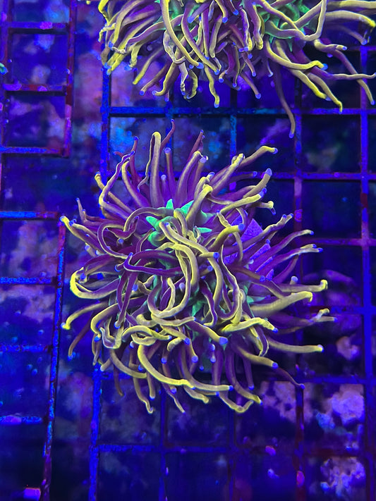 HGC Aquacultured 24k NY Knicks Torch Coral 2