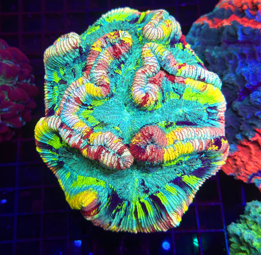HGC Master Rainbow Trachyphyllia 6-8”