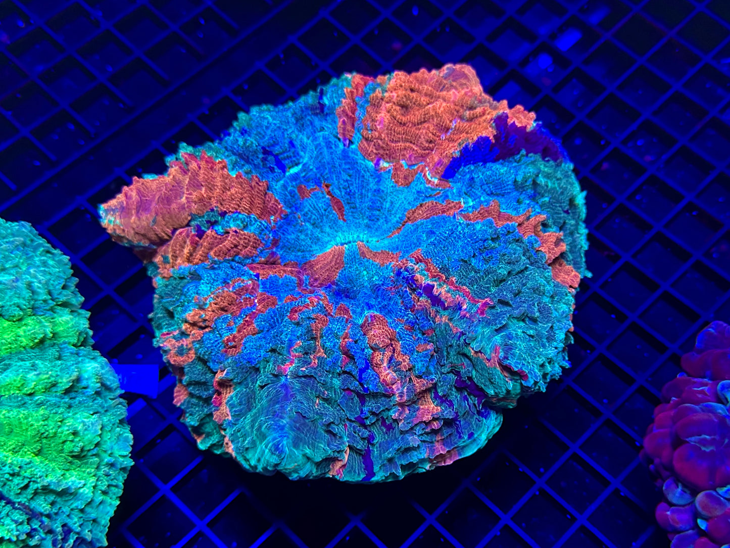 HGC Ultra Rainbow Acanthophyllia