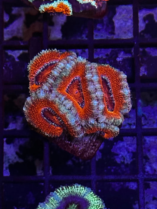 HGC Acan Lord Coral 2