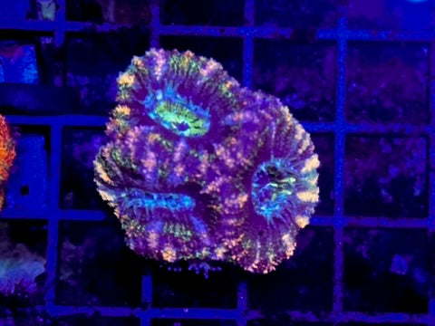 HGC Mardi Gras Acan Lord Coral